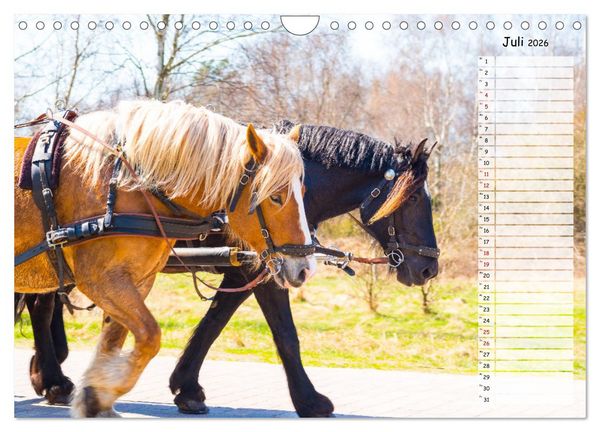 Produktbild: Geliebte Tiere auf dem Bauernhof (Wandkalender 2026 DIN A4 quer), CALVENDO Monatskalender