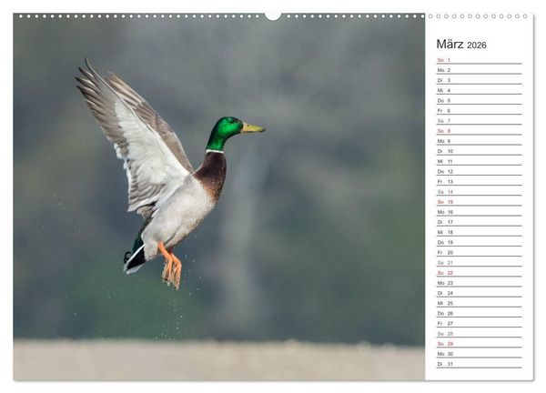 Produktbild: Emotionale Momente: Die Stockente. (hochwertiger Premium Wandkalender 2026 DIN A2 quer), Kunstdruck in Hochglanz