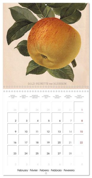 Produktbild: Art & Pomology - Apples 2026 (Wall Calendar 2026 12 &times; 12 Inch) CALVENDO 12 Month Wall Calendar