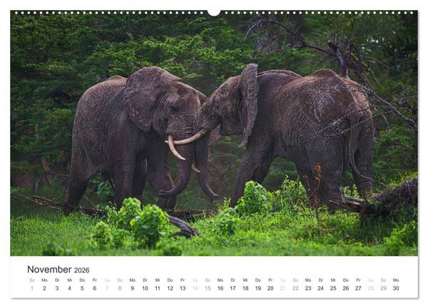 Produktbild: Elefanten - Sanfte Riesen in Afrika (hochwertiger Premium Wandkalender 2026 DIN A2 quer), Kunstdruck in Hochglanz