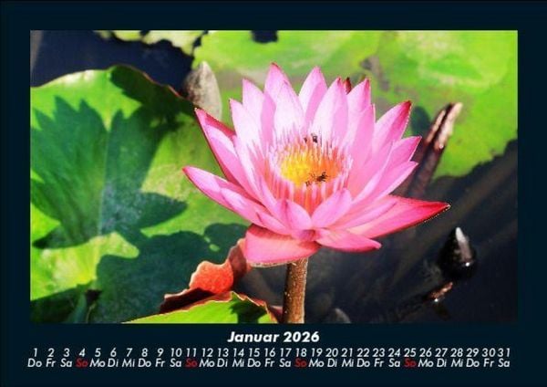 Produktbild: Blumenzauber 2026 Fotokalender DIN A5