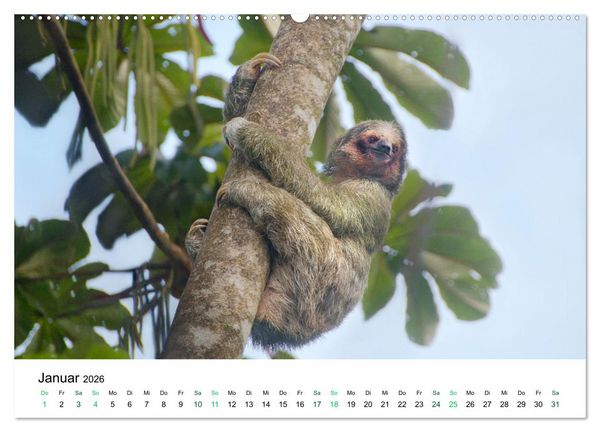 Produktbild: Costa Rica - Tropische Tierwelt (Wandkalender 2026 DIN A2 quer), CALVENDO Monatskalender