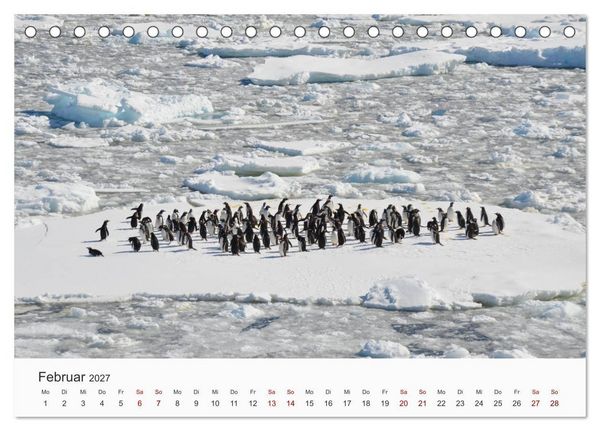 Produktbild: Pinguine - Die sympathischen Frack-Tr&auml;ger (Tischkalender 2027 DIN A5 quer), CALVENDO Monatskalender
