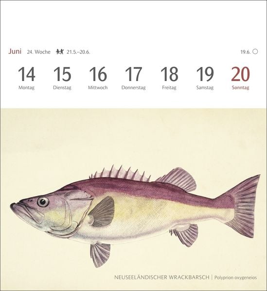 Produktbild: Fische Postkartenkalender 2027 - Postkartenkalender mit 53 historischen Zeichnungen