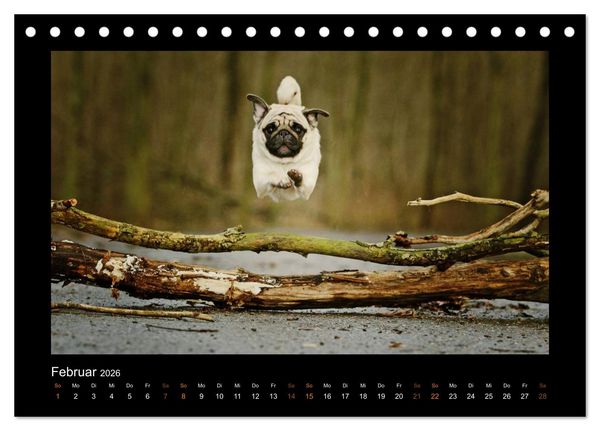 Produktbild: Der Feldfurchen-Mops (Tischkalender 2026 DIN A5 quer), CALVENDO Monatskalender