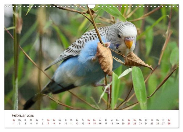 Produktbild: Wellensittiche - der NEUE Kalender (Wandkalender 2026 DIN A3 quer), CALVENDO Monatskalender