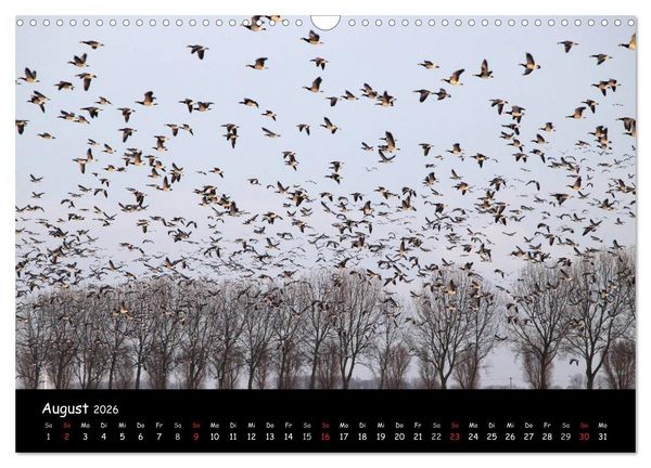 Produktbild: Schrei der Wildg&auml;nse (Wandkalender 2026 DIN A3 quer), CALVENDO Monatskalender