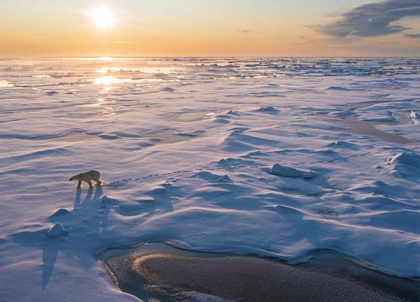 Produktbild: FROZEN PLANET - EISIGE WELTEN II [2 DVDs]