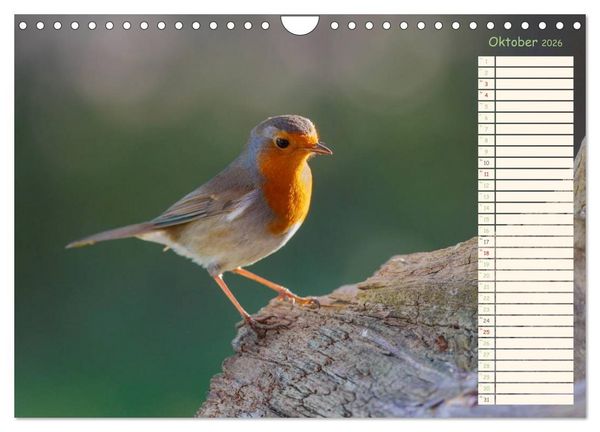 Produktbild: Gefiederte Sch&ouml;nheiten - Das Rotkehlchen / Planer (Wandkalender 2026 DIN A4 quer), CALVENDO Monatskalender