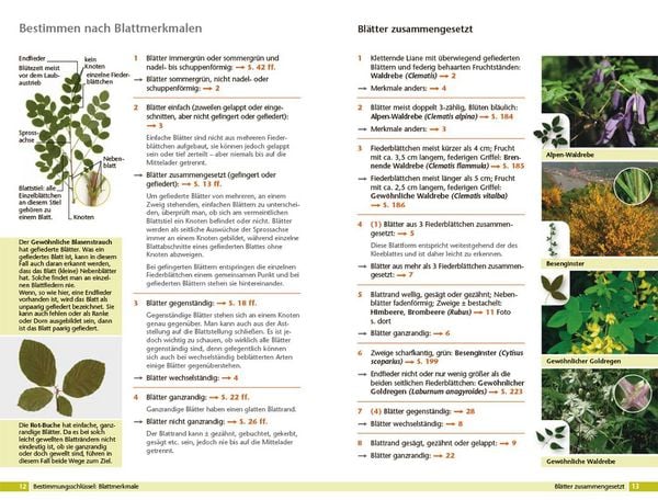 Produktbild: B&auml;ume bestimmen - Knospen, Bl&uuml;ten, Bl&auml;tter, Fr&uuml;chte