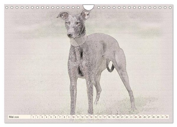 Produktbild: Whippet 2026 (Wandkalender 2026 DIN A4 quer), CALVENDO Monatskalender