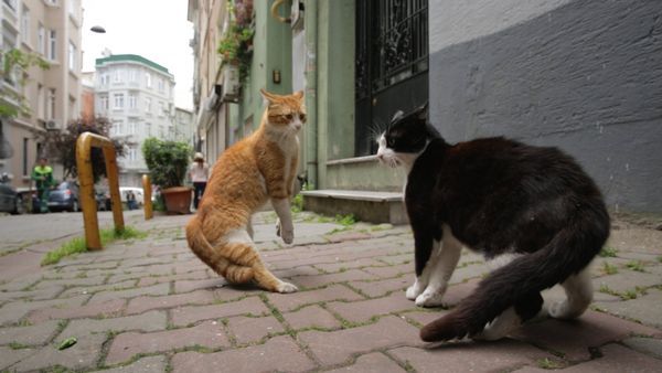 Produktbild: Kedi - Von Katzen und Menschen
