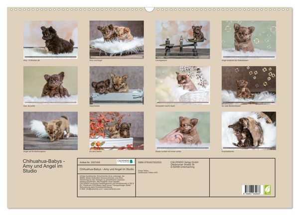 Produktbild: Chihuahua-Babys - Amy und Angel im Studio (Wandkalender 2026 DIN A2 quer), CALVENDO Monatskalender