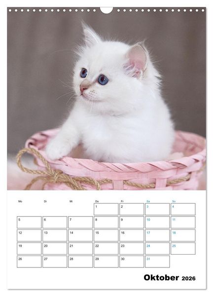 Produktbild: Heilige Birma Kitten - s&uuml;&szlig;e kleine Flauschb&auml;llchen (Wandkalender 2026 DIN A3 hoch), CALVENDO Monatskalender