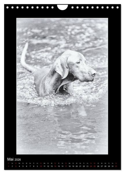 Produktbild: Vizsla-Liebe (Wandkalender 2026 DIN A4 hoch), CALVENDO Monatskalender