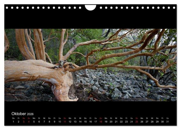 Produktbild: Patagonien - Ungez&auml;hmtes Land (Wandkalender 2026 DIN A4 quer), CALVENDO Monatskalender