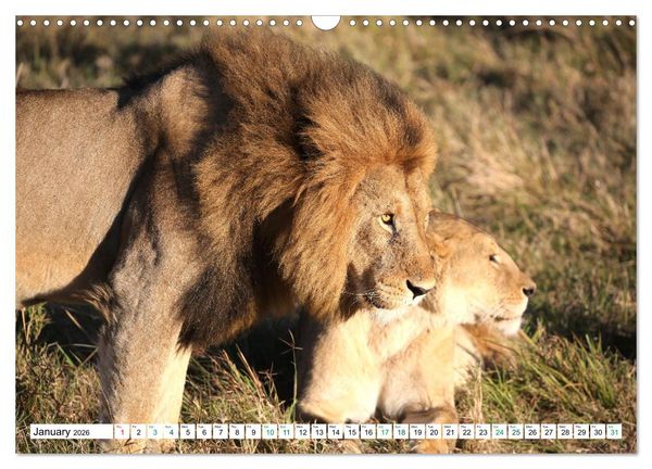 Produktbild: Simba Masai Mara Kenya Africa (Wall Calendar 2026 DIN A3 landscape), CALVENDO 12 Month Wall Calendar