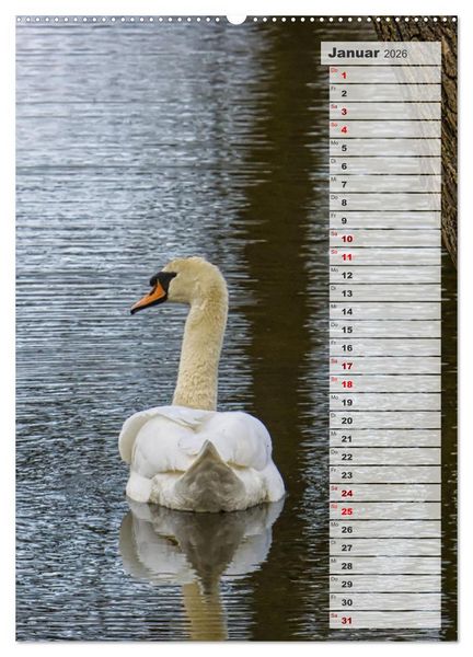 Produktbild: Stolze Schw&auml;ne (Wandkalender 2026 DIN A2 hoch), CALVENDO Monatskalender