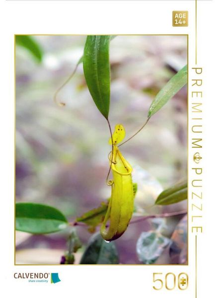 CALVENDO Puzzle Kannenpflanze | 500 Teile Lege-Größe 48 × 36 cm Foto-Puzzle für Erwachsene
