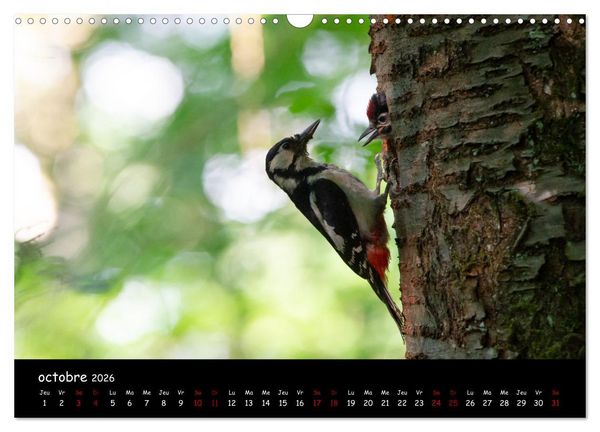 Produktbild: La nature pr&egrave;s de chez vous (Calendrier mural 2026 DIN A3 vertical), CALVENDO calendrier mensuel