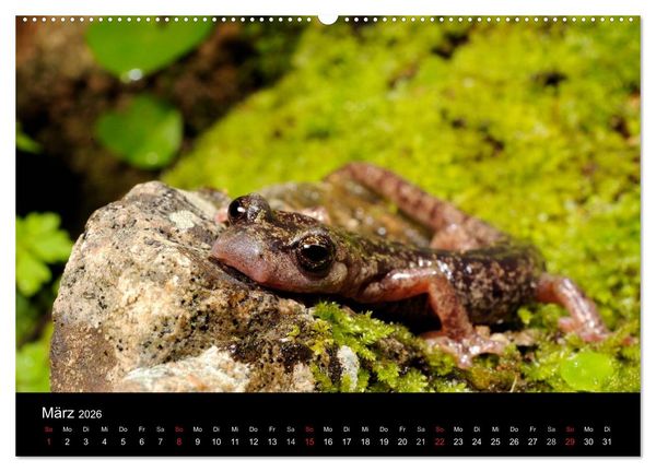 Produktbild: Salamander und Molche (Wandkalender 2026 DIN A2 quer), CALVENDO Monatskalender