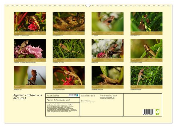 Produktbild: Agamen - Echsen aus der Urzeit (Wandkalender 2026 DIN A2 quer), CALVENDO Monatskalender