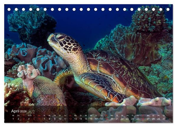 Produktbild: Schildkr&ouml;ten des Ozeans (Tischkalender 2026 DIN A5 quer), CALVENDO Monatskalender