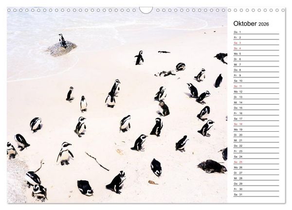 Produktbild: Pinguinliebe (Wandkalender 2026 DIN A3 quer), CALVENDO Monatskalender