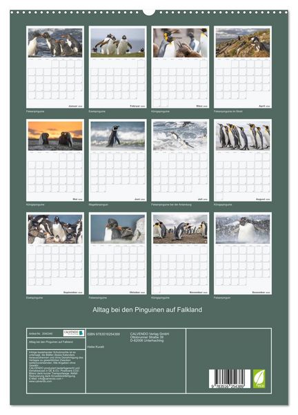 Produktbild: Alltag bei den Pinguinen auf Falkland (hochwertiger Premium Wandkalender 2026 DIN A2 hoch), Kunstdruck in Hochglanz