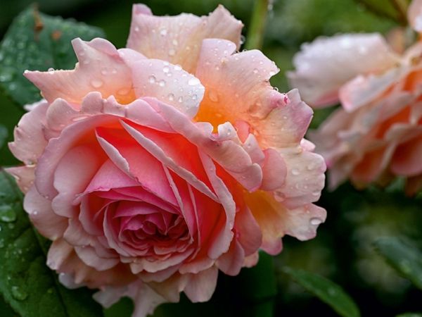 Produktbild: Englische Rose im Regen (Puzzle)