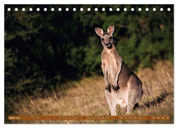 Produktbild: Big Five Australiens Buckelwal, Walhai, Orca, Quokka,K&auml;nguru (Tischkalender 2026 DIN A5 quer), CALVENDO Monatskalender