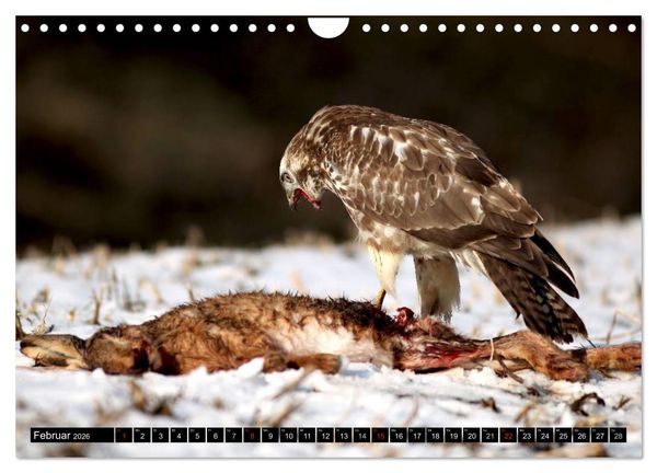 Produktbild: GREIFV&Ouml;GEL wild & frei (Wandkalender 2026 DIN A4 quer), CALVENDO Monatskalender
