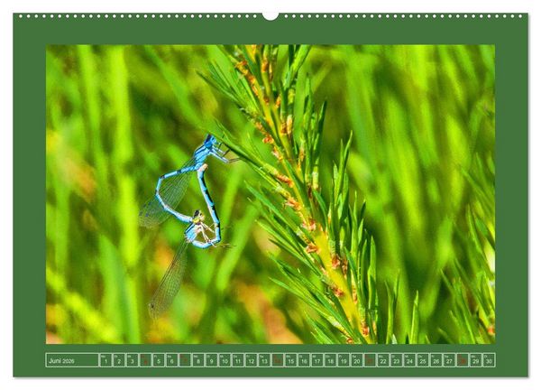 Produktbild: Wir sind die Stars im Garten (hochwertiger Premium Wandkalender 2026 DIN A2 quer), Kunstdruck in Hochglanz