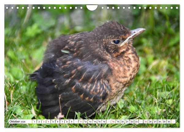 Produktbild: Nachwuchs in der Tierwelt (Wandkalender 2026 DIN A4 quer), CALVENDO Monatskalender