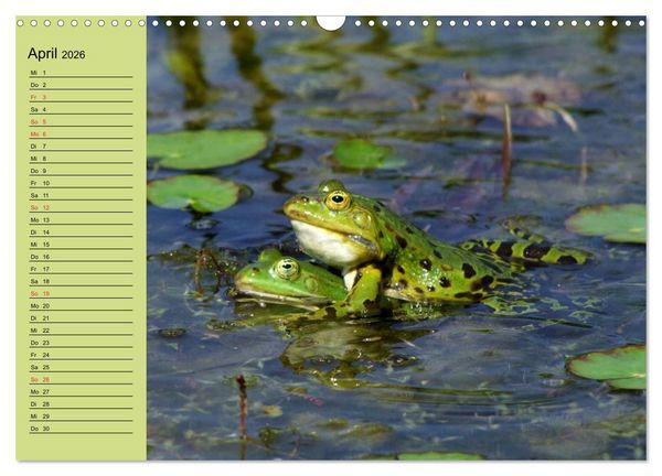 Produktbild: Frosch m&uuml;sste man sein! (Wandkalender 2026 DIN A3 quer), CALVENDO Monatskalender