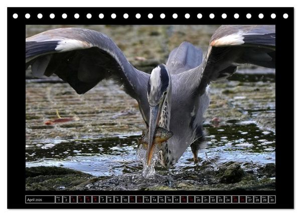 Produktbild: The heron parade (Desk Calendar 2026 DIN A5 landscape), CALVENDO 12 Month DeskCalendar