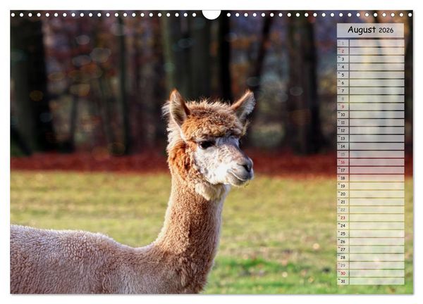 Produktbild: Alpaka, coole Typen mit wilden Frisuren (Wandkalender 2026 DIN A3 quer), CALVENDO Monatskalender