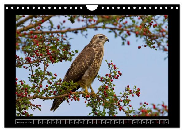 Produktbild: Niederrheinische Vogelwelt (Wandkalender 2026 DIN A4 quer), CALVENDO Monatskalender