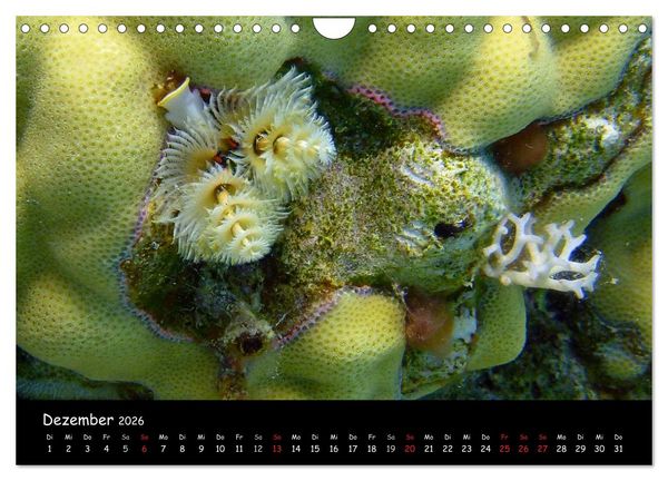 Produktbild: Rotes Meer - Unterwasserimpressionen (Wandkalender 2026 DIN A4 quer), CALVENDO Monatskalender