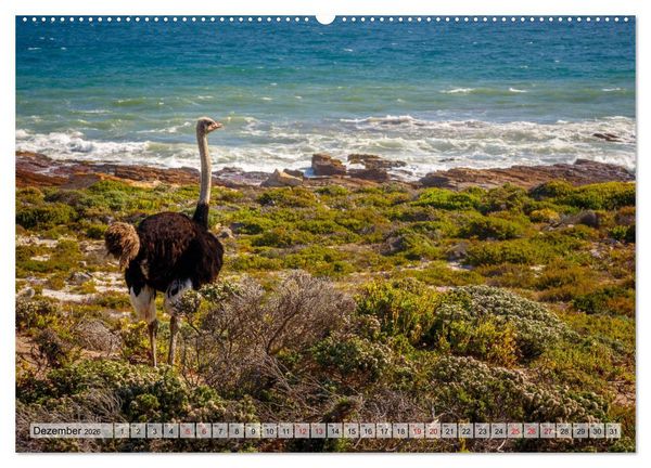 Produktbild: S&uuml;dafrika: Kapstadt, Garden Route und Cape Winelands (Wandkalender 2026 DIN A2 quer), CALVENDO Monatskalender