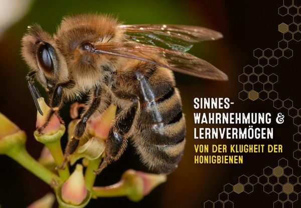 Produktbild: Auch Bienen haben Schwei&szlig;f&uuml;&szlig;e