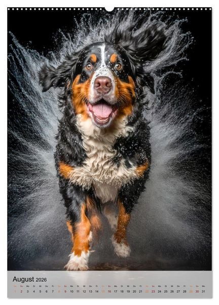 Produktbild: Berner Sennenhund - gutm&uuml;tig und treu (hochwertiger Premium Wandkalender 2026 DIN A2 hoch), Kunstdruck in Hochglanz