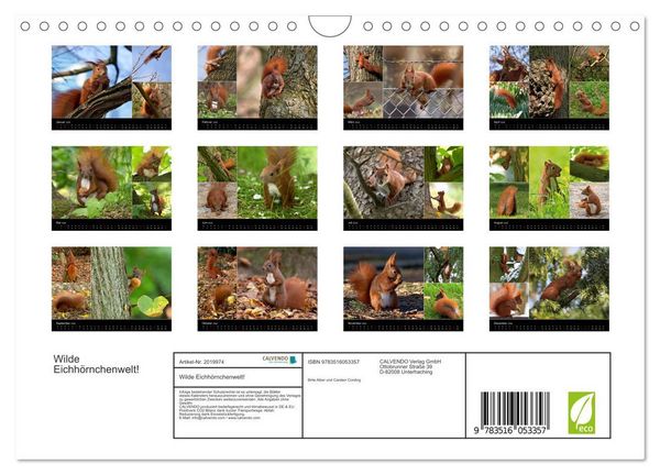Produktbild: Wilde Eichh&ouml;rnchenwelt! (Wandkalender 2026 DIN A4 quer), CALVENDO Monatskalender