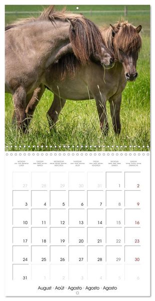 Produktbild: Charming Icelandic Horses (Wall Calendar 2026 12 &times; 12 Inch) CALVENDO 12 Month Wall Calendar