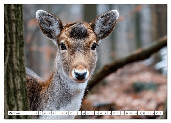 Produktbild: HIRSCHE UND REHE - Ein Jahr in freier Wildbahn (Wandkalender 2026 DIN A4 quer), CALVENDO Monatskalender