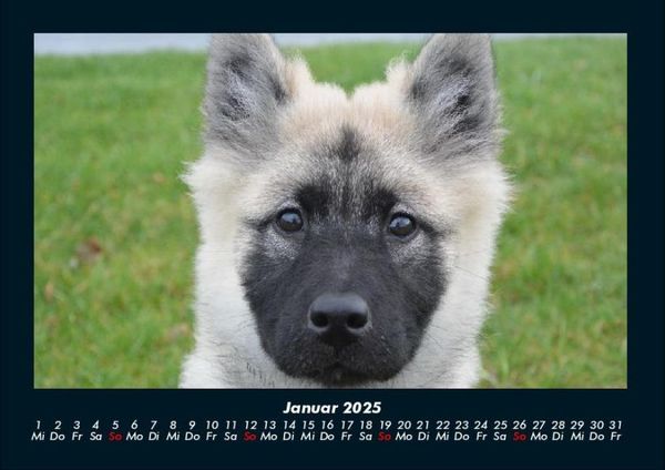 Produktbild: Welpen 2025 Fotokalender DIN A4