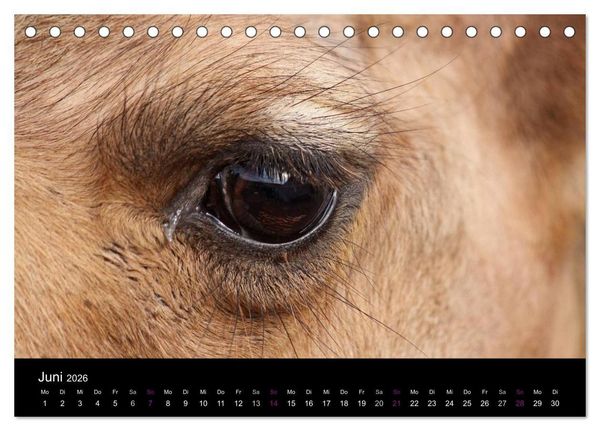 Produktbild: Kamele 2026 - Unterwegs mit zottigen W&uuml;stenschiffen (Tischkalender 2026 DIN A5 quer), CALVENDO Monatskalender