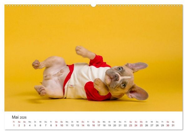 Produktbild: Die Bulldogge Henry (Wandkalender 2026 DIN A2 quer), CALVENDO Monatskalender