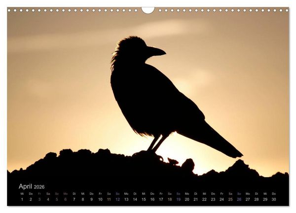Produktbild: Rabenschwarze Impressionen - meike-ajo-dettlaff.de via wildvogelhlfe.org (Wandkalender 2026 DIN A3 quer), CALVENDO Monatskalender