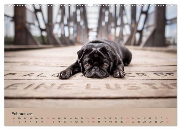 Produktbild: Diesel - ein mopsiges Leben (hochwertiger Premium Wandkalender 2026 DIN A2 quer), Kunstdruck in Hochglanz